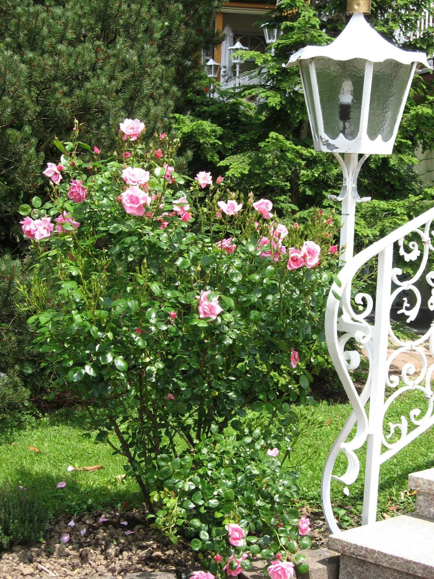 Silberkoenig Schwarzwald Hotel & Restaurant Ringhotel Gutach im Breisgau Eksteriør billede